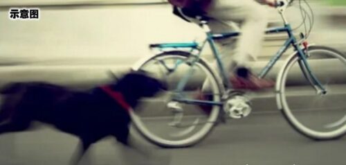 骑着自行车遭到一只狗的追逐_不慎撞到了屋墙_导致肩膀骨折